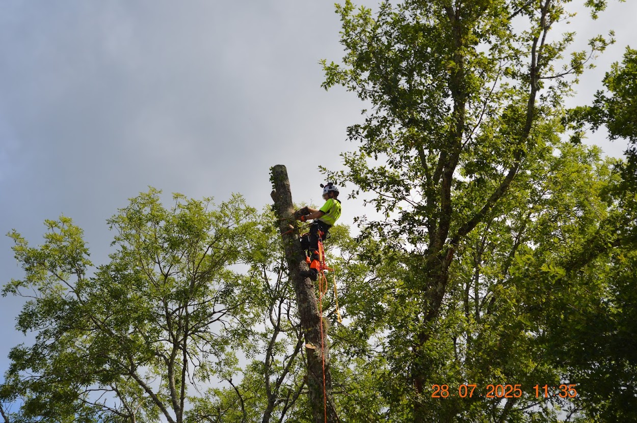 Chantier élagage Salviac